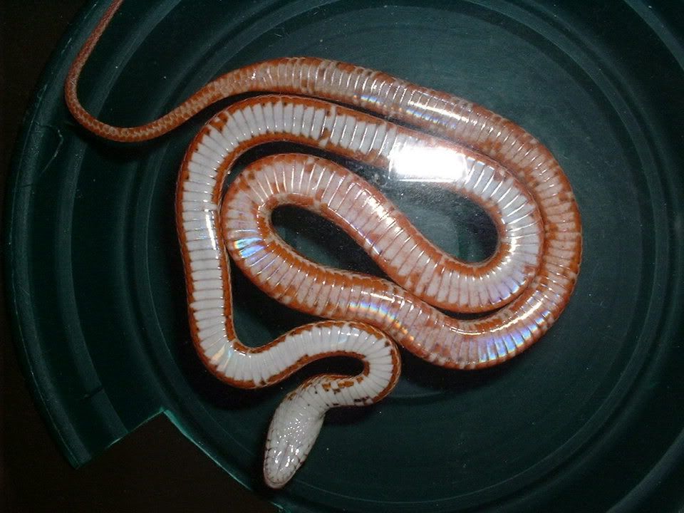 Questions on a Corn Snake Morph....... FaunaClassifieds